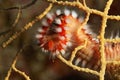 The bearded fireworm Hermodice carunculata Royalty Free Stock Photo